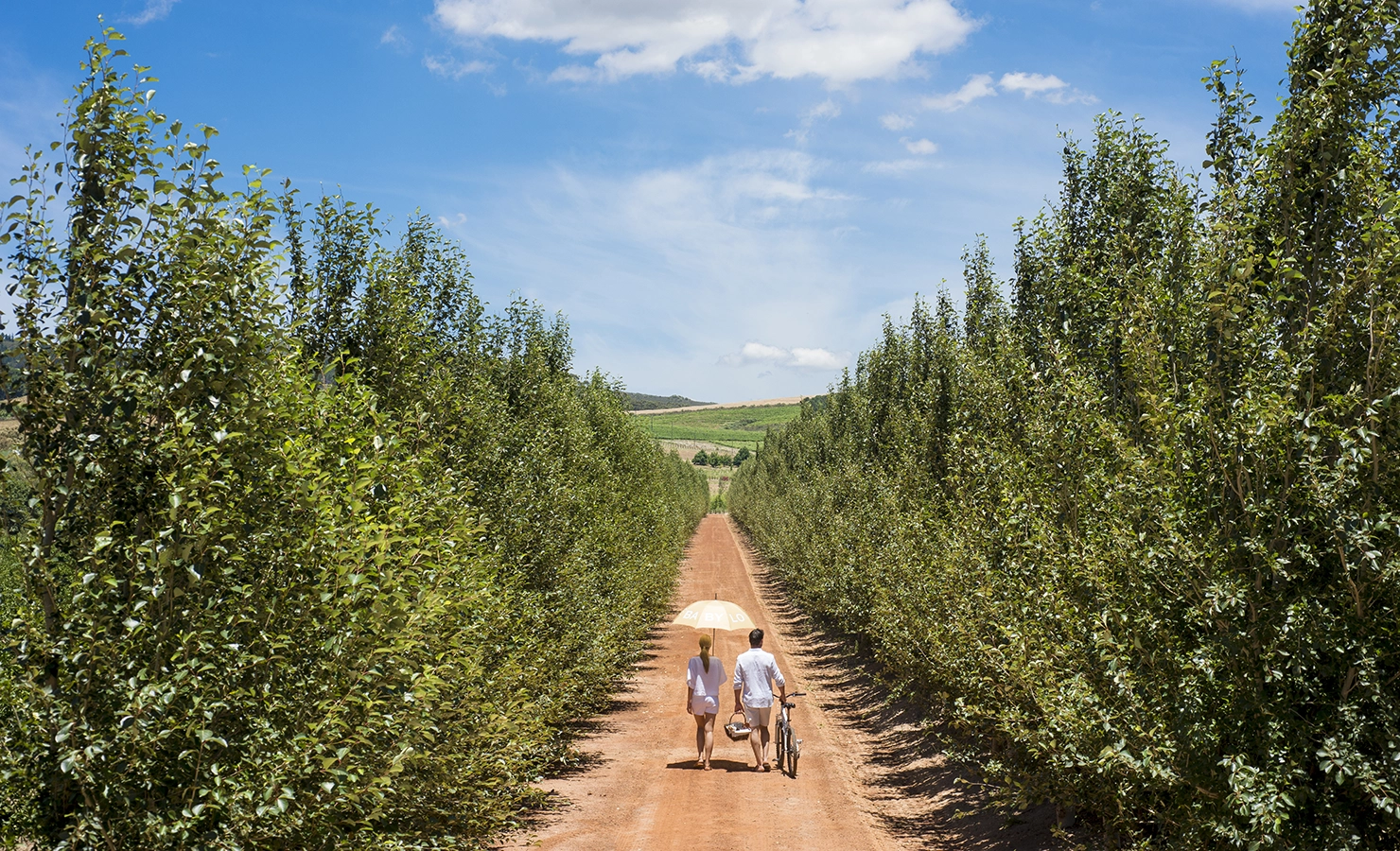 Perfect Hideaways: A couple strolls down a sunlit dirt path lined with lush green orchards, one holding a bicycle and the other shading themselves with a soft yellow umbrella, against a backdrop of rolling vineyards and a bright blue sky. Babylonstoren, Franschhoek.