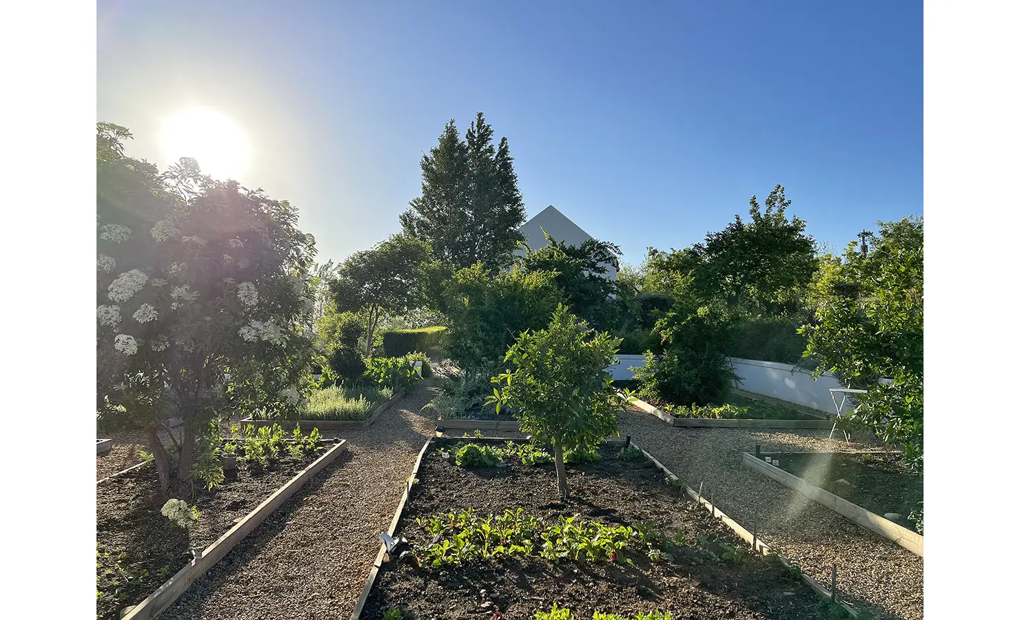 Perfect Hideaways: A lush garden with raised beds and a view of a white gabled roof in the background, bathed in sunlight. Penhill Manor House, Nuy Valley.