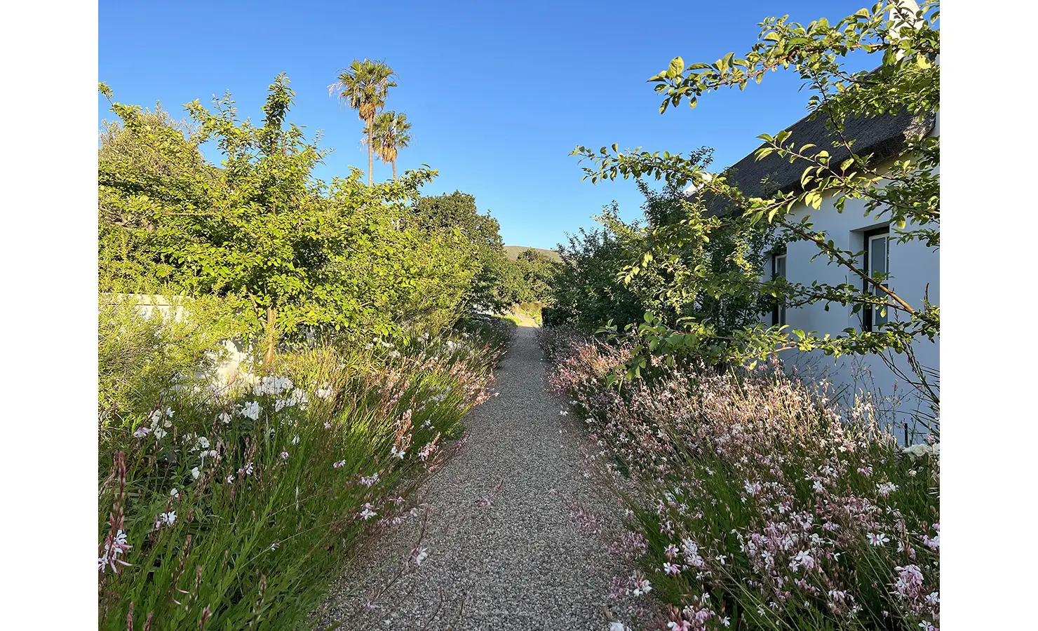 Perfect Hideaways: A picturesque gravel pathway meandering through lush gardens, with delicate white and pink wildflowers blooming under a clear blue sky. Towering palm trees frame the view, leading towards the Cape Dutch-style retreat. Penhill Fruit Barn, Nuy Valley.