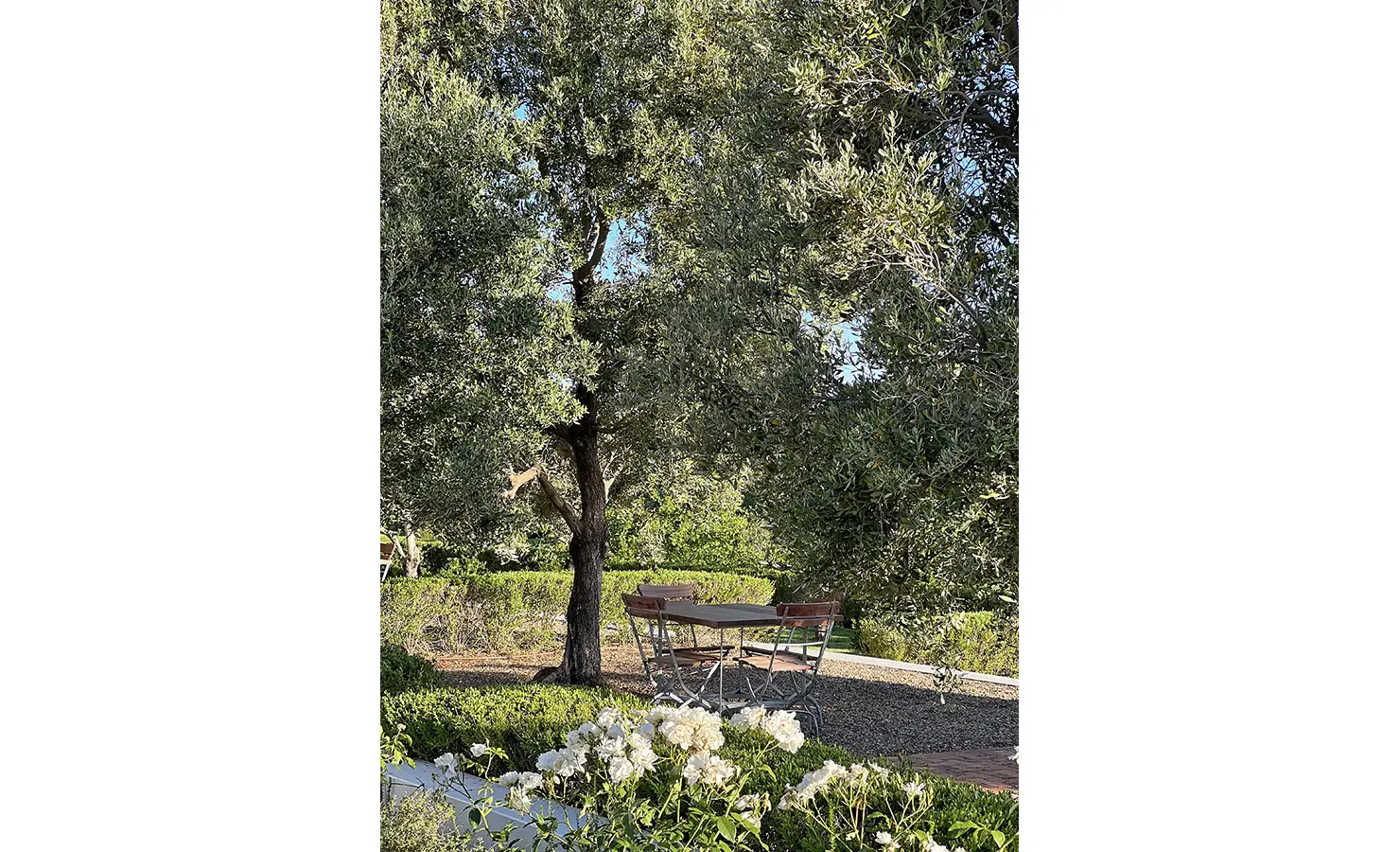 Perfect Hideaways: A secluded outdoor seating area beneath the shade of an ancient olive tree, with rustic wooden chairs and a table nestled among blooming white roses and neatly trimmed hedges. Penhill Fruit Barn, Nuy Valley.