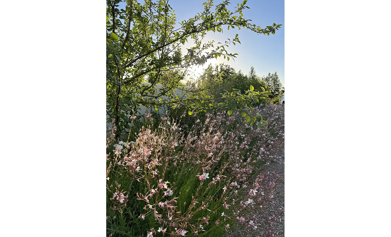 Perfect Hideaways: A dreamy garden pathway bathed in golden sunlight, with delicate pink and white wildflowers swaying in the breeze, creating an enchanting escape. Penhill Fruit Barn, Nuy Valley.