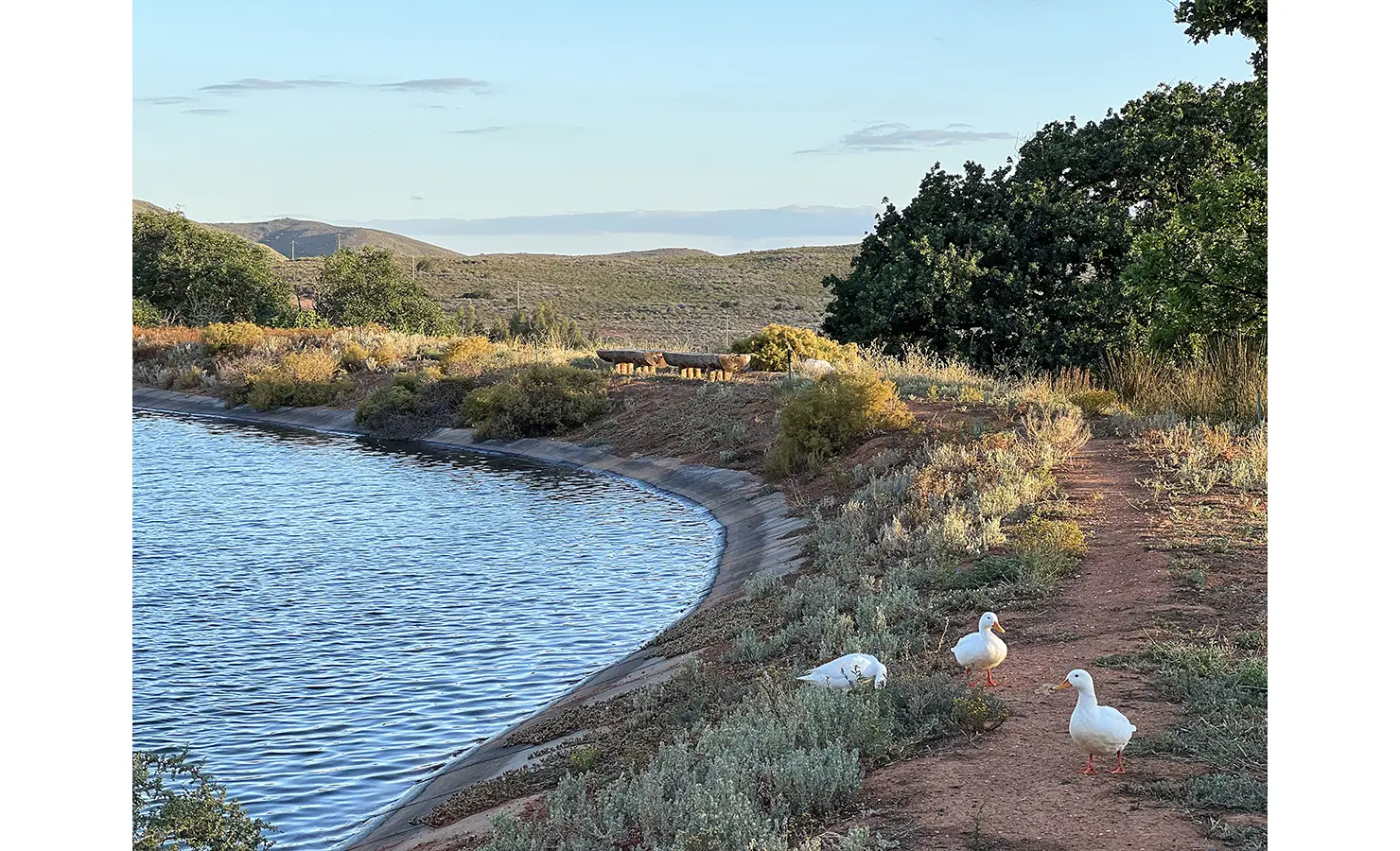 Perfect Hideaways: A peaceful farm dam lined with rustic vegetation, where three white ducks waddle along the water’s edge, adding a charming countryside touch. Penhill Fruit Barn, Nuy Valley.
