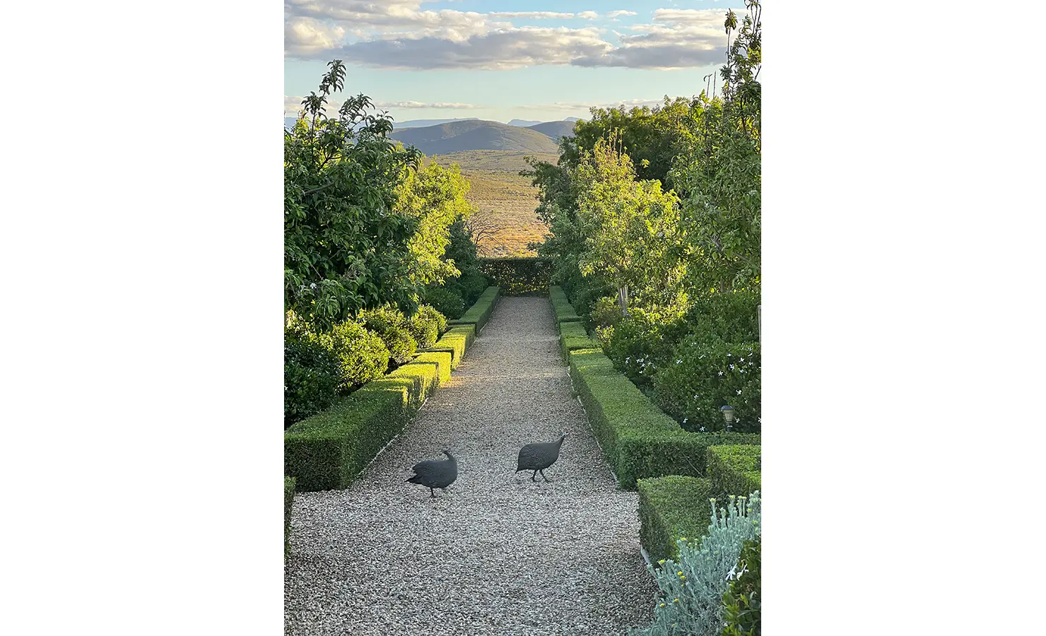 Perfect Hideaways: A beautifully manicured garden pathway framed by neatly trimmed hedges and lush greenery, leading towards a breathtaking view of distant rolling hills, with two guinea fowls crossing the path. Penhill Fruit Barn, Nuy Valley.