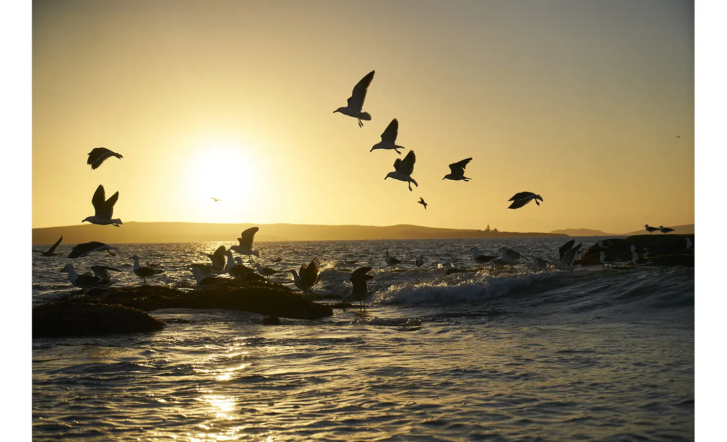 Perfect Hideaways: A mesmerising scene of seagulls in flight over gentle waves at sunset, their silhouettes contrasting against the warm glow of the horizon. Blue Lagoon, Langebaan.