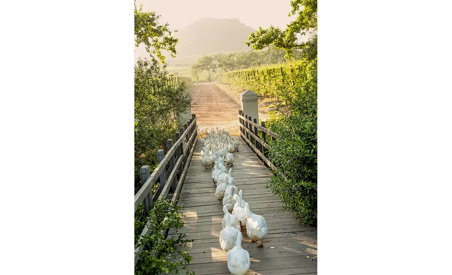 Perfect Hideaways: A charming procession of white ducks crossing a rustic wooden bridge at golden hour, with vineyards and rolling hills in the background. Babylonstoren, Franschhoek.
