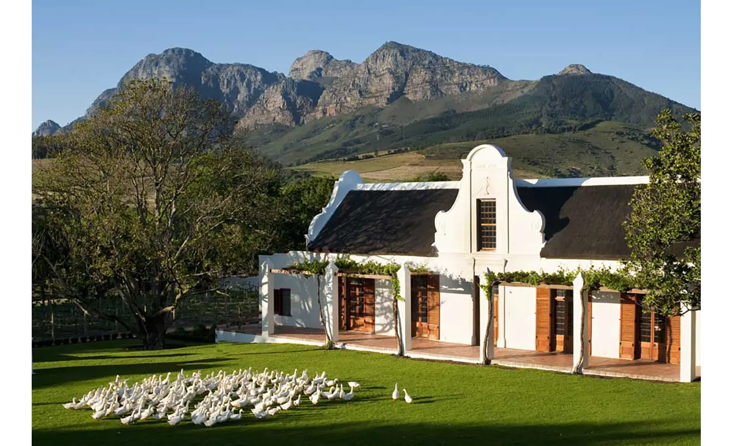 Perfect Hideaways: A grand Cape Dutch manor with whitewashed walls and a thatched roof, surrounded by a flock of ducks on lush green lawns, set against a dramatic mountain backdrop. Babylonstoren, Franschhoek.
