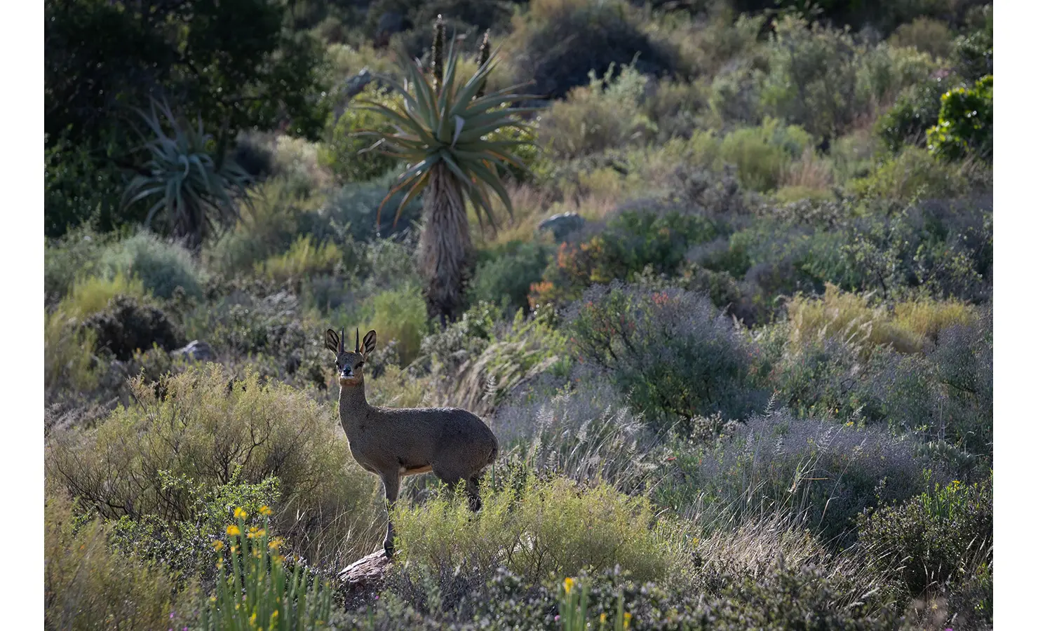 Perfect Hideaways: A graceful klipspringer stands alert among lush fynbos and rugged terrain, surrounded by indigenous vegetation, including aloe plants and wildflowers. A glimpse of the natural beauty and wildlife of the Karoo landscape. Daniel's Kraal Farm, Calitzdorp.