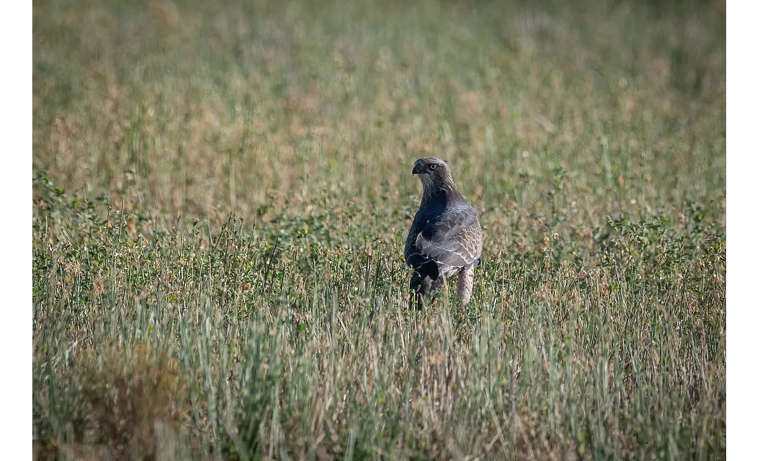 Perfect Hideaways: A majestic bird of prey stands tall in a sunlit field of golden grasses, its piercing eyes scanning the landscape. A glimpse into the rich wildlife of the Karoo. Daniel's Kraal Farm, Calitzdorp.