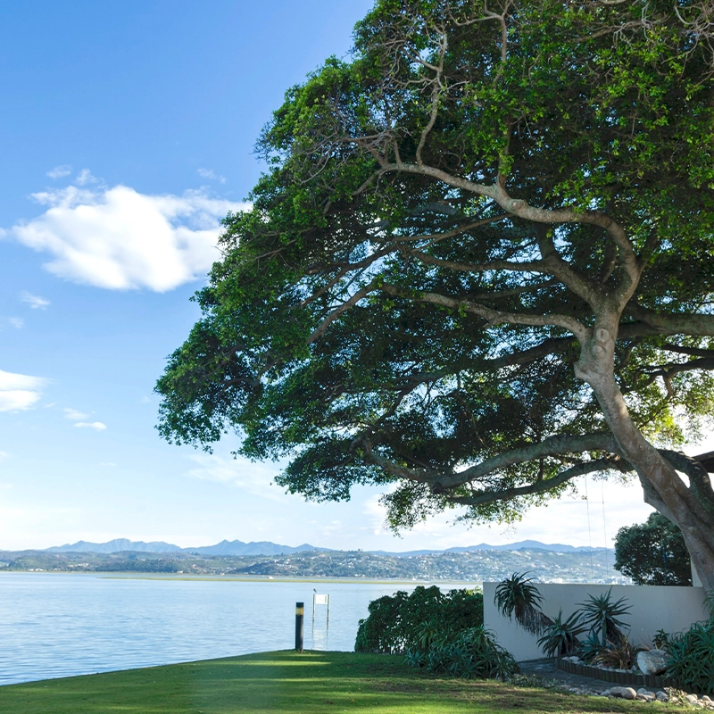Perfect Hideaways: Sprawling evergreen tree shading a manicured lawn at the lagoon’s edge, with a small jetty, distant mountain backdrop and a tidy succulent garden by a white wall, Knysna, Lands End
