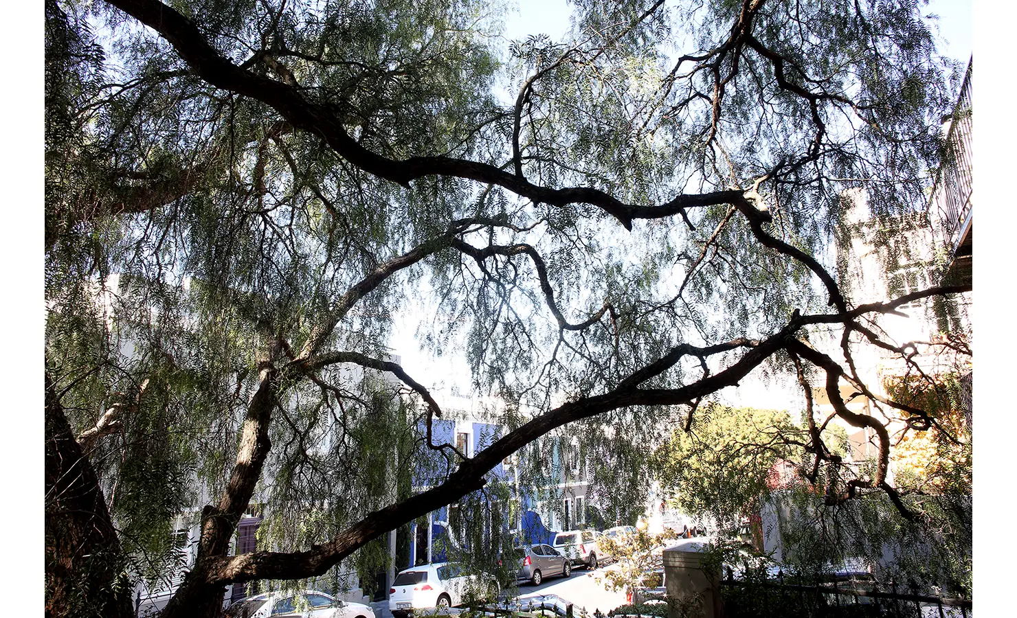 Perfect Hideaways: Canopy of feathery pepper tree branches casting dappled light over the quiet street and colourful façades of De Waterkant below. Pepper Tree House, De Waterkant.