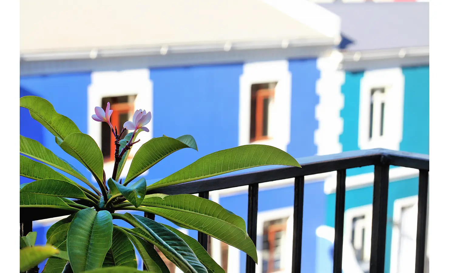 Perfect Hideaways: Close-up of frangipani blossoms and deep green leaves on a balcony, with vibrant blue and turquoise Bo-Kaap façades in the background. Pepper Tree House, De Waterkant.