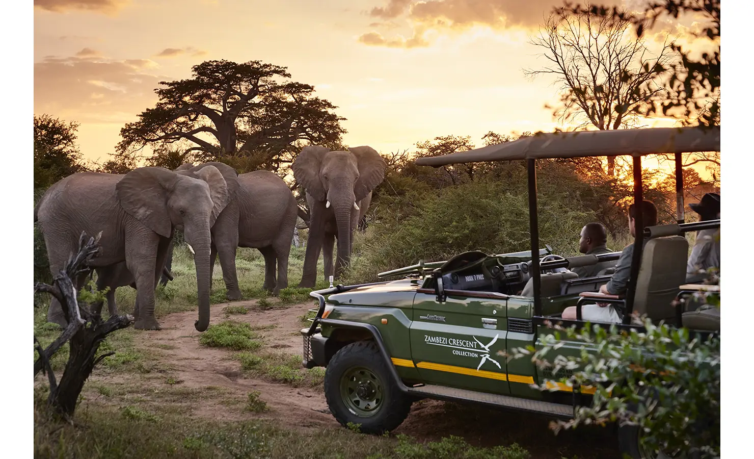 Perfect Hideaways: A safari game drive at sunset with a group of guests observing a herd of elephants near a lush baobab tree, capturing the essence of an intimate wildlife experience. Victoria Falls River Lodge, Zambezi National Park.
