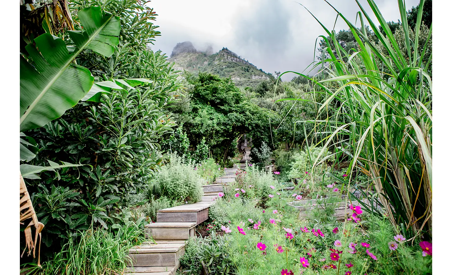 Perfect Hideaways: A meandering wooden pathway leads through a blooming wildflower garden surrounded by towering greenery, evoking a sense of untamed beauty and retreat. Villa Verte, Hout Bay.