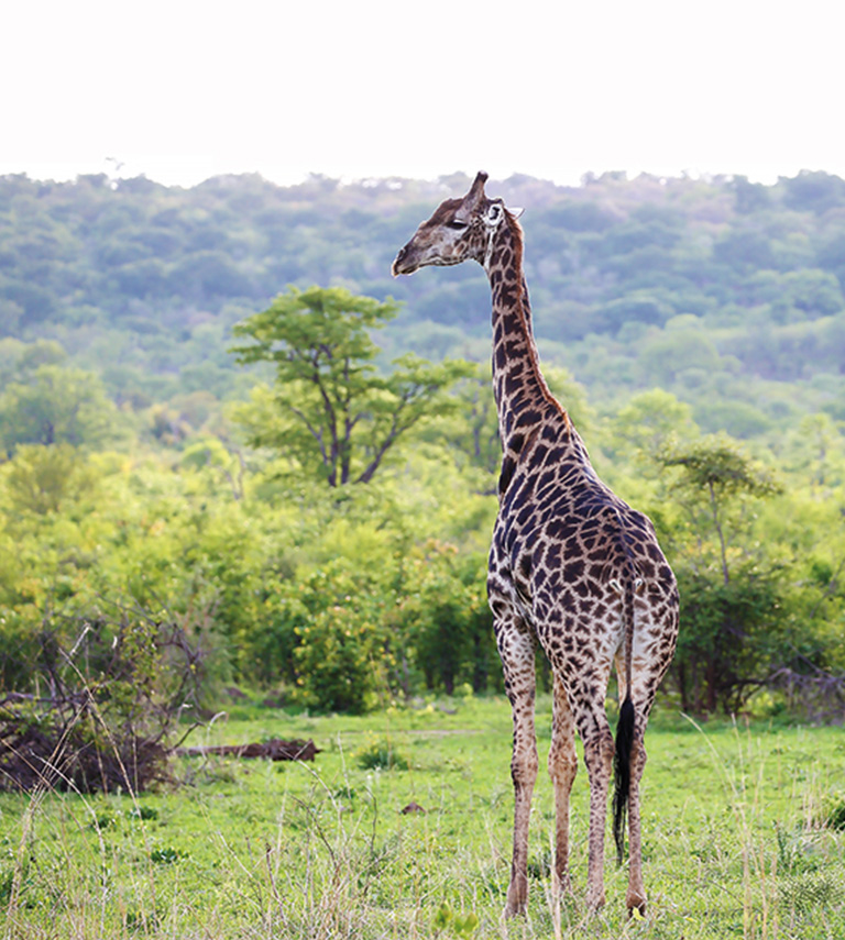 Perfect Hideaways, Zimbabwe, Victoria Falls, Matetsi RIver Lodge