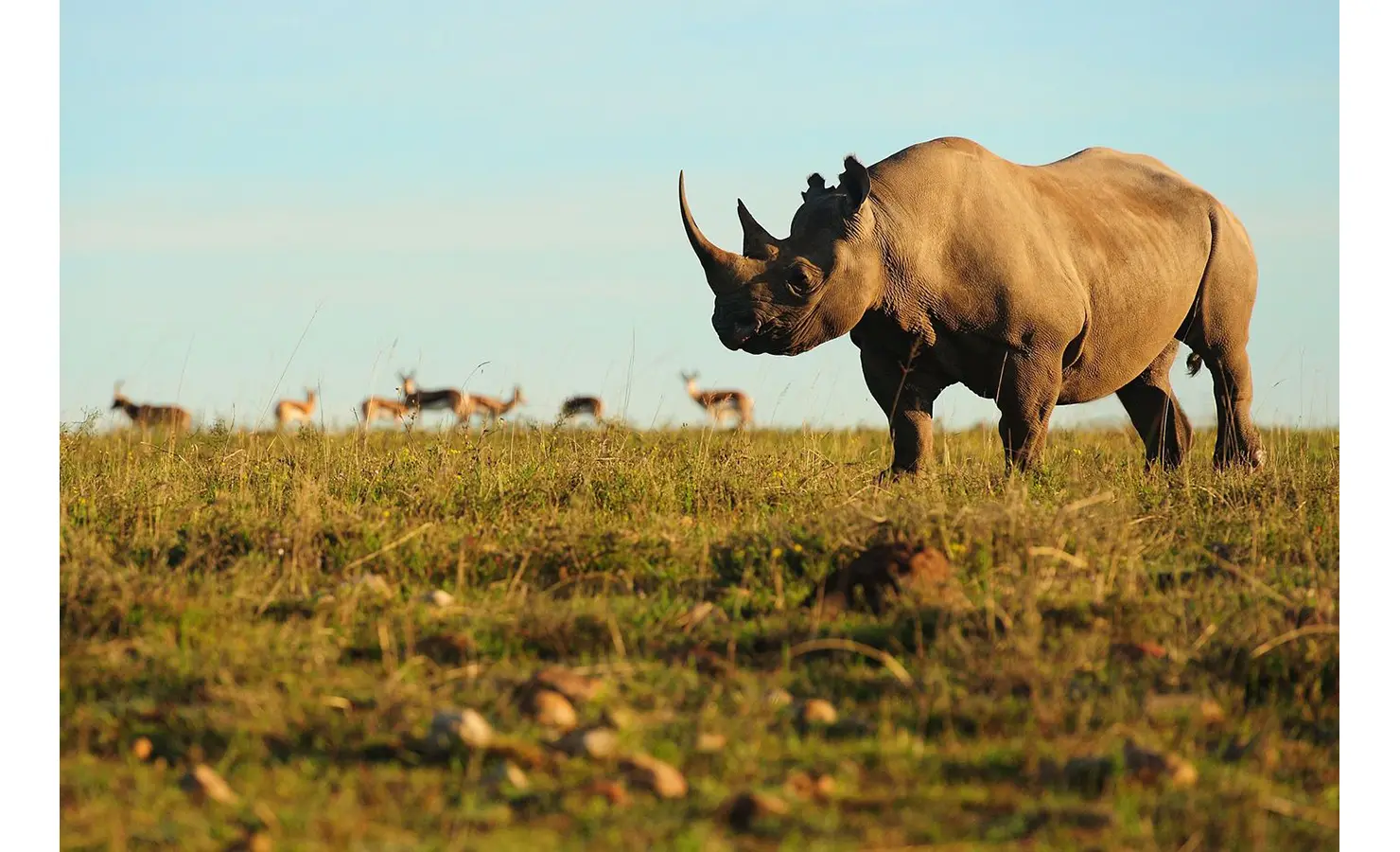 Perfect Hideaways: A black rhinoceros grazing on a grassy plain with a backdrop of antelope in the distance under a clear sky. Riverdene, Shamwari Private Game Reserve.