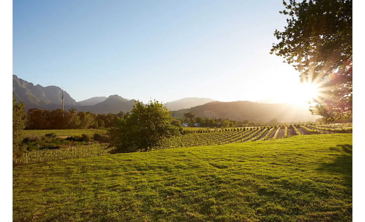 Perfect Hideaways: A picturesque view of a vineyard and rolling hills under golden sunlight, with a grassy foreground and distant mountains. La Cotte Forest Cottages, Franschhoek.