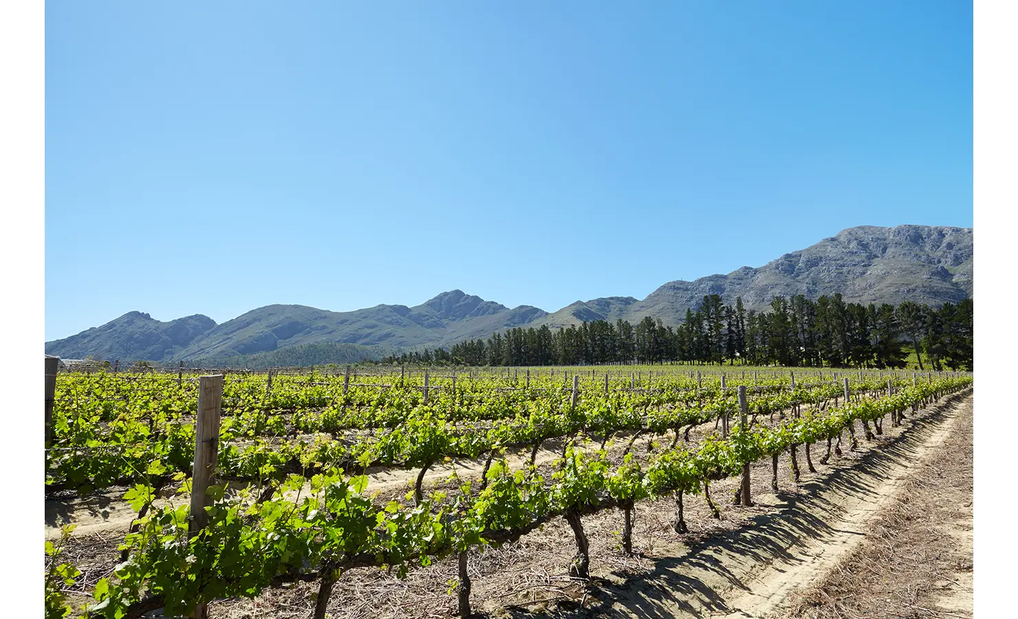 Perfect Hideaways: A bright vineyard landscape under a clear blue sky, with a backdrop of rugged mountains and tall pine trees. La Cotte Forest Cottages, Franschhoek.