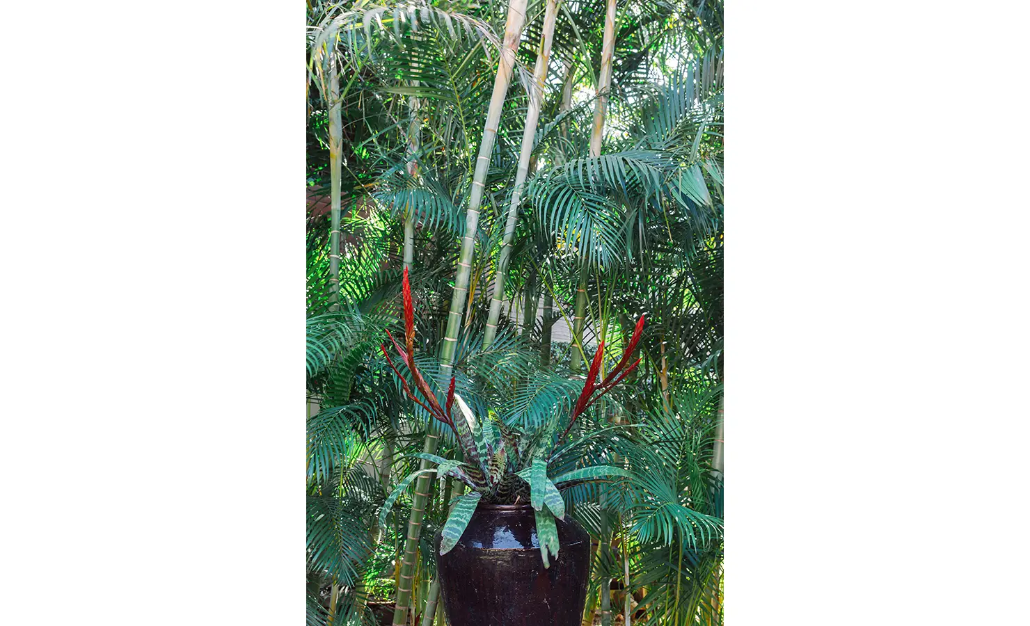 Perfect Hideaways: A lush tropical garden setting with towering palm trees and a striking potted plant with red flowering stalks. A rich green backdrop enhances the tranquil and natural ambiance of this secluded retreat. Sophias Retreat, Durban North.