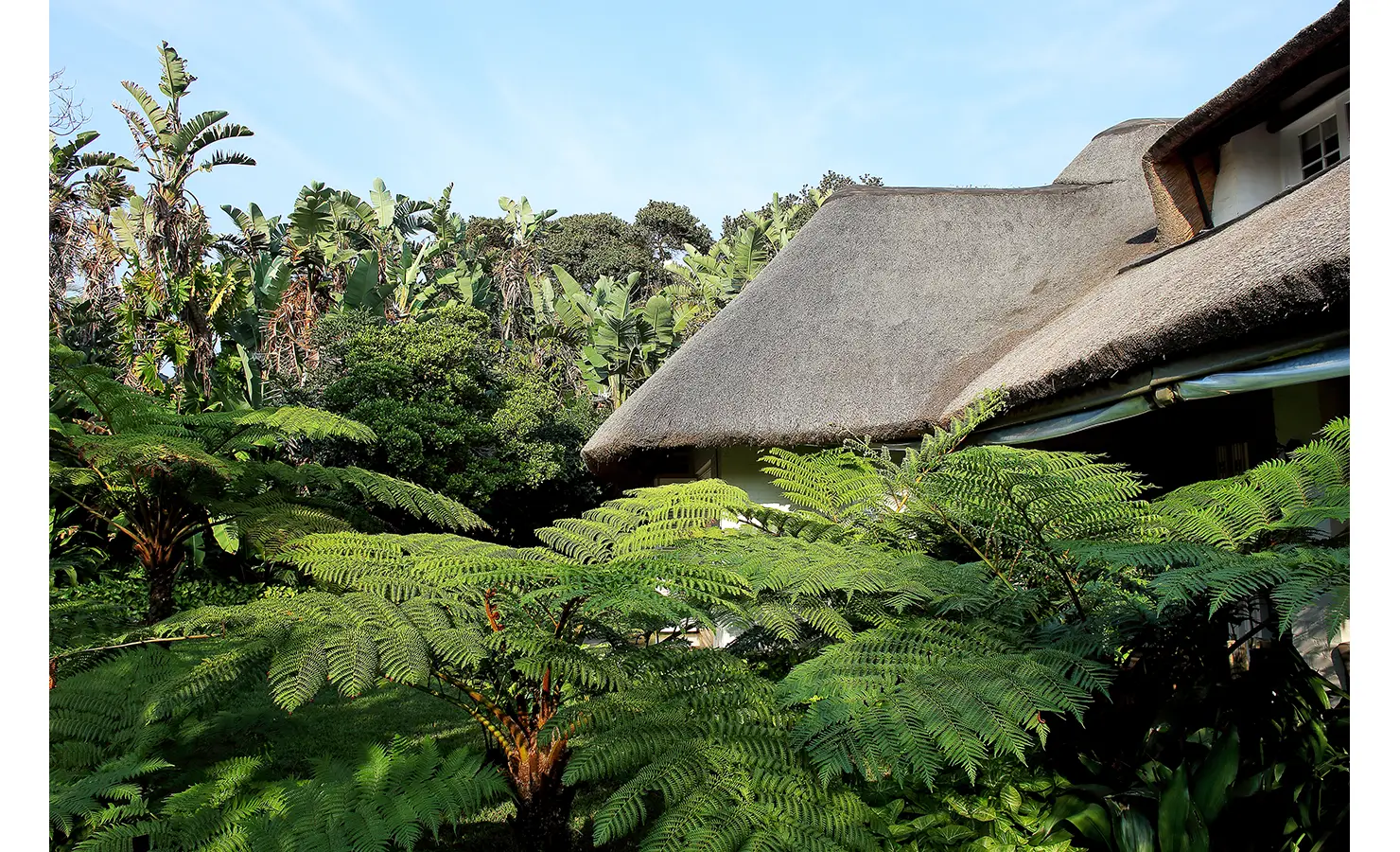 Perfect Hideaways: A thatched-roof cottage nestled amidst tropical greenery, where towering ferns and banana trees create a lush, secluded retreat. The rustic charm of the architecture blends effortlessly with the surrounding nature. Cowrie Cottage, Westbrook Beach.