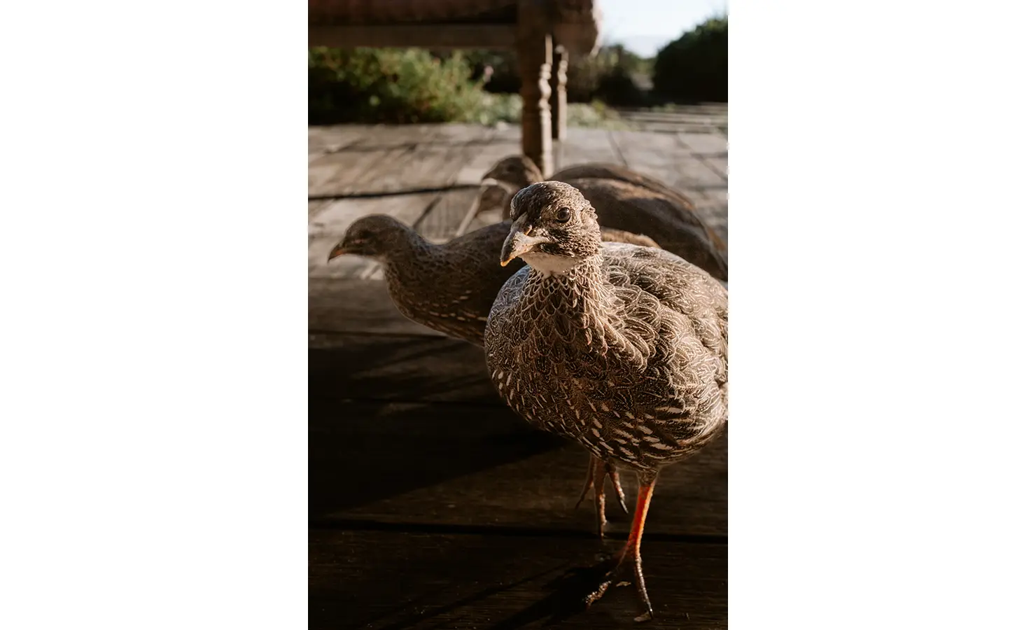 Perfect Hideaways: A close-up of a small group of inquisitive Cape francolins wandering across the wooden deck, bathed in soft early light and framed by blurred greenery beyond. Yellowwood Cottage, Churchhaven.