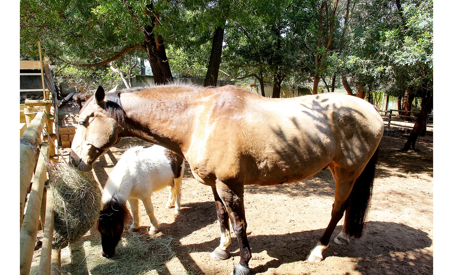 Perfect Hideaways. Two horses eating hay in a wooded enclosure. A brown horse and a small white horse with a black mane stand side by side under dappled sunlight from the trees above. A wooden fence is visible in the background. Gaia, Constantia.