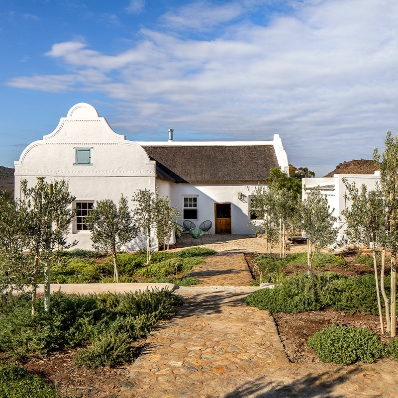 Perfect Hideaways: Whitewashed Cape Dutch manor with thatched roof and sculpted gable, stone path through an olive-planted garden under Karoo skies, Ladismith, Buffelsdrift