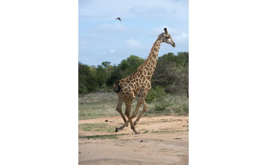 Perfect-Hideaways-TandaTulaTANDA-TULA-Wildlife-giraffe-1.jpg