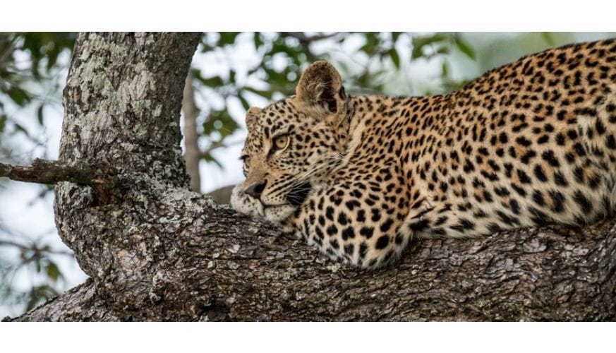 leopard-in-tree-HR-perfect-hideaways-jaci-sabi-house-sabi-sand-1.jpg