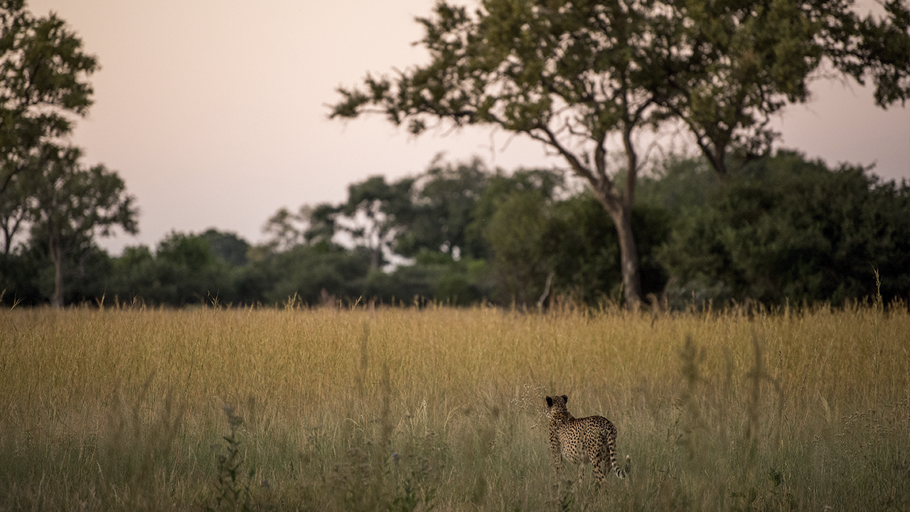 perfect-hideaways-sable-alley-botswana-013-2.png
