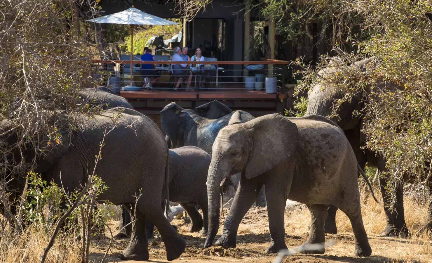 Perfect Hideaways: A herd of elephants wanders past a wooden deck where guests sit under a shaded umbrella, enjoying a close wildlife encounter in the heart of the African bush. Serondella, Thornybush Game Reserve.