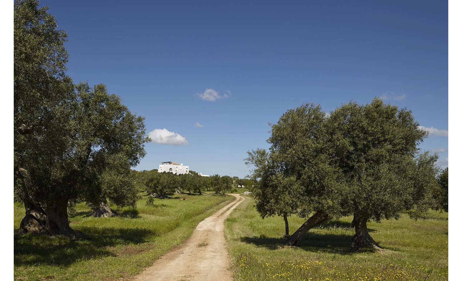 Perfect Hideaways, Masseria Petrarolo, driveway
