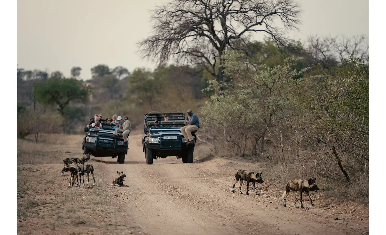Perfect Hideaways: A thrilling game drive at Thornybush Game Reserve, where guests in open safari vehicles observe a pack of African wild dogs on the move. A rare and unforgettable wildlife experience in the heart of the bush. Thornybush Lodge, Thornybush Game Reserve.