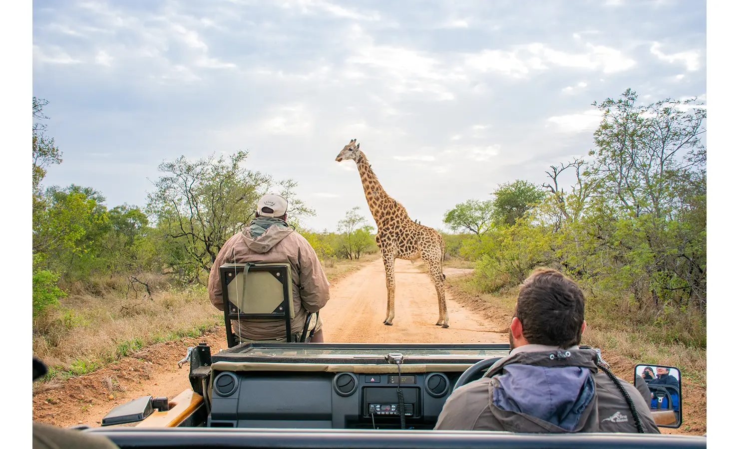 Perfect Hideaways: A giraffe stands tall in the middle of a dusty road as safari guests pause to observe its graceful presence. The open-air vehicle provides an unparalleled view of the wildlife at Thornybush Game Reserve. Thornybush Lodge, Thornybush Game Reserve.