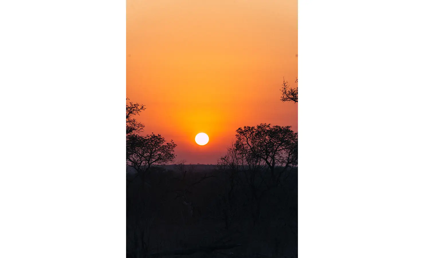 Perfect Hideaways: A mesmerising African sunset paints the sky in warm hues of orange and gold. Silhouetted acacia trees frame the horizon, capturing the raw beauty of the wilderness. Thornybush Lodge, Thornybush Game Reserve.
