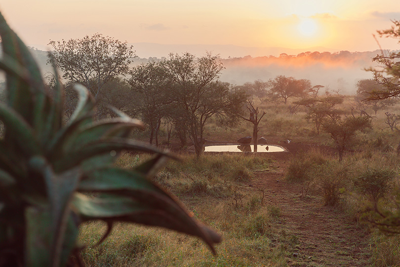 Classic bushveld safari scenes: Thuleni Homestead is a relaxed, self-catering and family friendly safari option in northern KwaZulu-Natal2