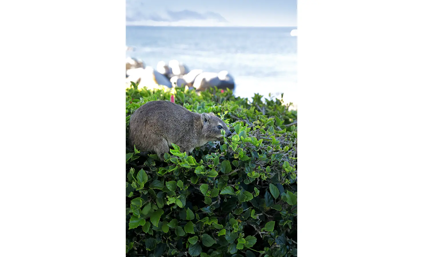 Perfect Hideaways: A curious dassie (rock hyrax) perched on a lush green hedge, enjoying the coastal breeze with the ocean and iconic boulders in the background. A charming encounter with local wildlife. Boulders House, Simons Town.