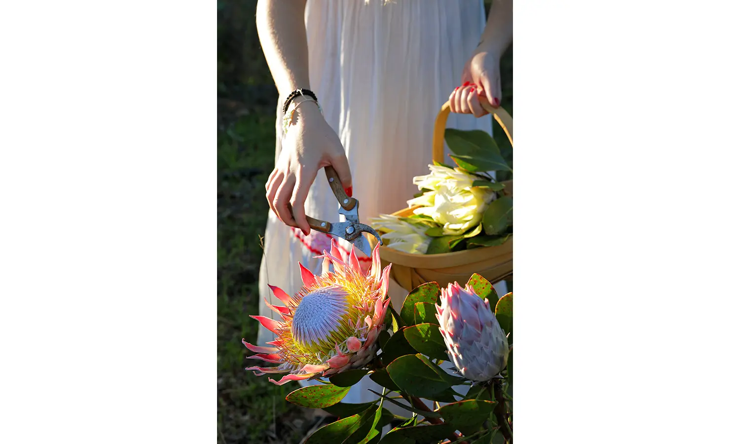 Perfect Hideaways: Close-up of a guest harvesting proteas, placing freshly cut blooms into a basket. Stonehaven House, Hemel-en-Aarde.
