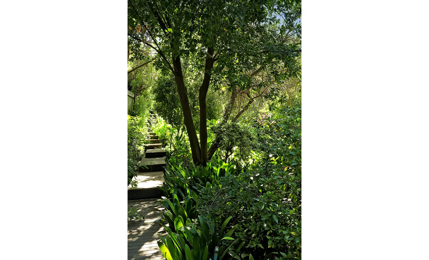 Perfect Hideaways: shaded garden pathway with timber steps winding through dense, glossy foliage and mature trees, Franschhoek, The Garden House