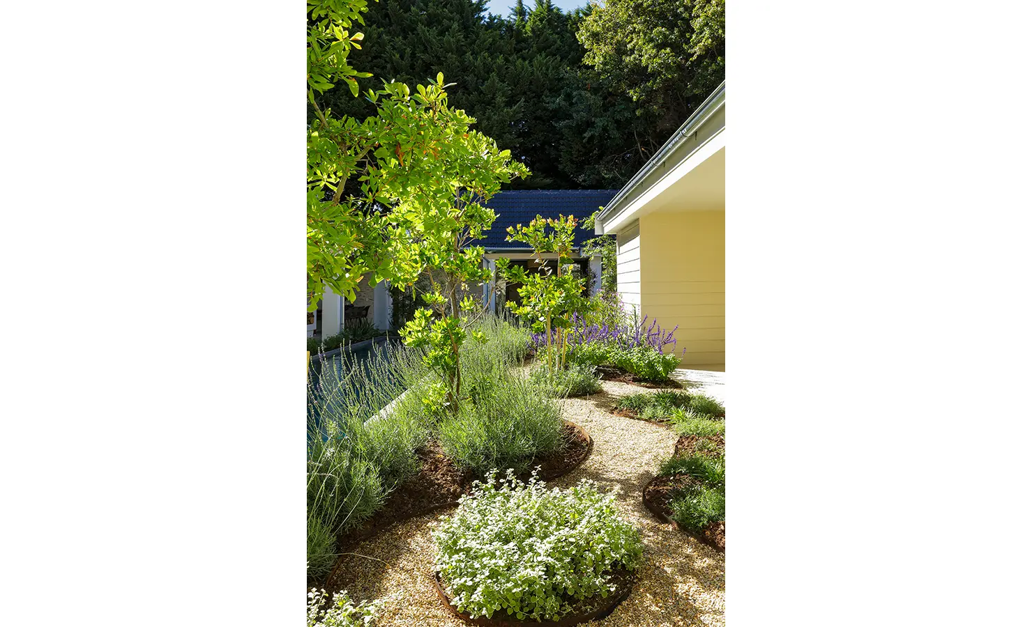 Perfect Hideaways: A sun-dappled garden walkway edged with fragrant lavender and structured greenery meanders between the main house and outbuildings, framed by trees and vibrant plantings. Bel Ombre Hills, Constantia.