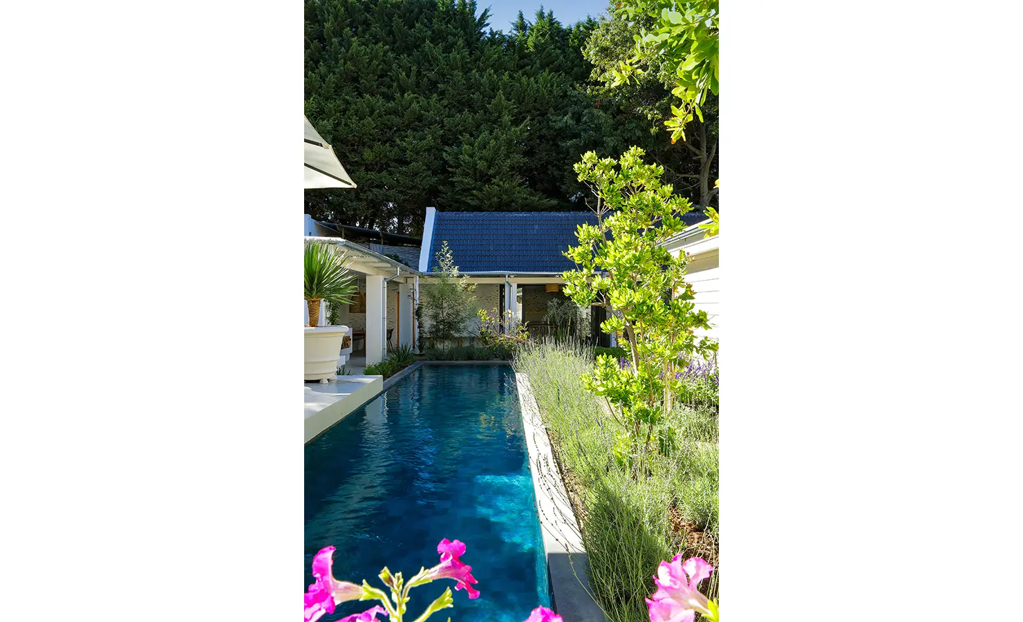 Perfect Hideaways: A striking lap pool stretches alongside vibrant gardens and white buildings, flanked by tropical trees and bright pink flowers in the foreground. Bel Ombre Hills, Constantia.