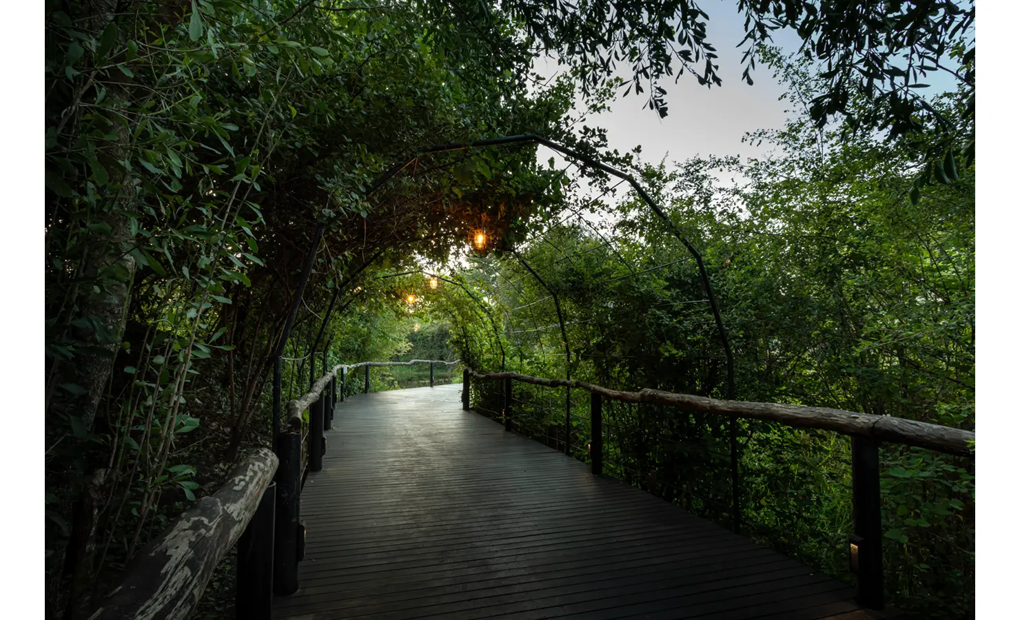 Perfect Hideaways: sheltered boardwalk with hanging bulbs forming a leafy tunnel through dense riverine forest and rustic timber rails — Mukwa River Lodge, Livingstone