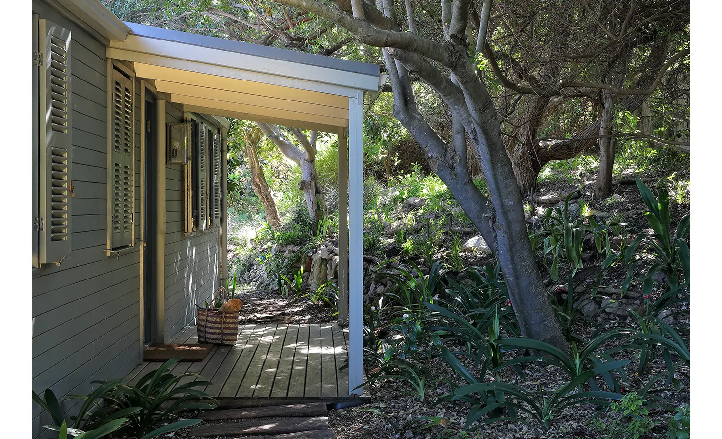 Perfect Hideaways: Boardwalk-style side entrance with louvred shutters, sculptural trunks and indigenous planting creating a woodland approach, Amongst The Trees, Scarborough.