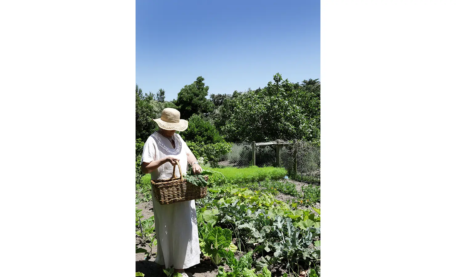 Perfect Hideaways woman in a sun hat harvesting fresh greens from a flourishing garden under a clear blue sky, Franschhoek, Varuna.