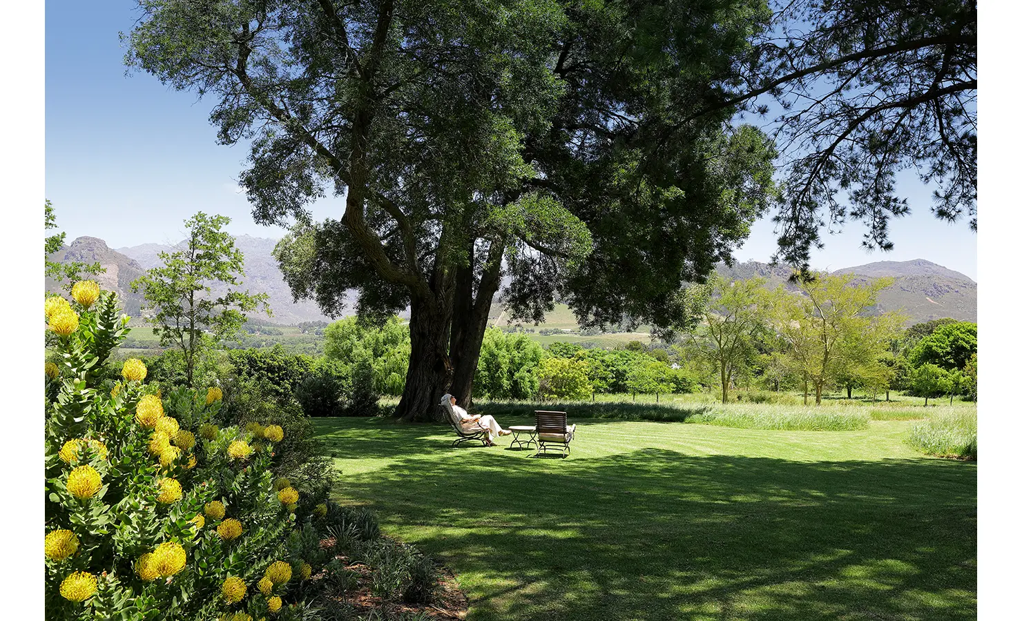 Perfect Hideaways peaceful lawn with a large tree offering shade to a seated person, surrounded by vibrant yellow flowers and mountain views, Franschhoek, Varuna.