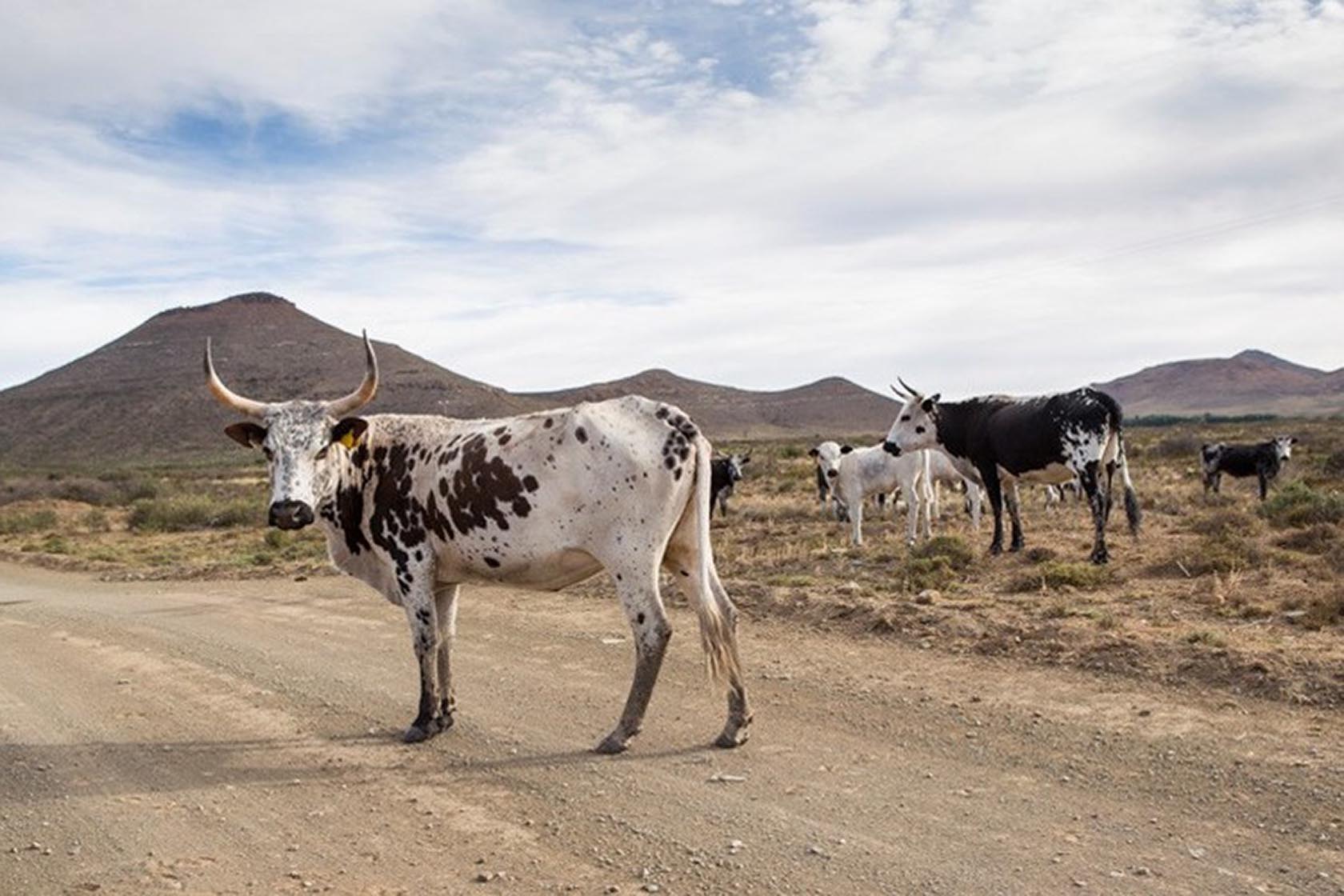 Perfect Hideaways- A herd of Nguni cattle standing along a dusty gravel road in an open Karoo landscape, with gently sloping mountains in the distance beneath a soft, cloudy sky. Karoo Cottage, Sneeuberg Nature Reserve, Eastern Cape, South Africa
