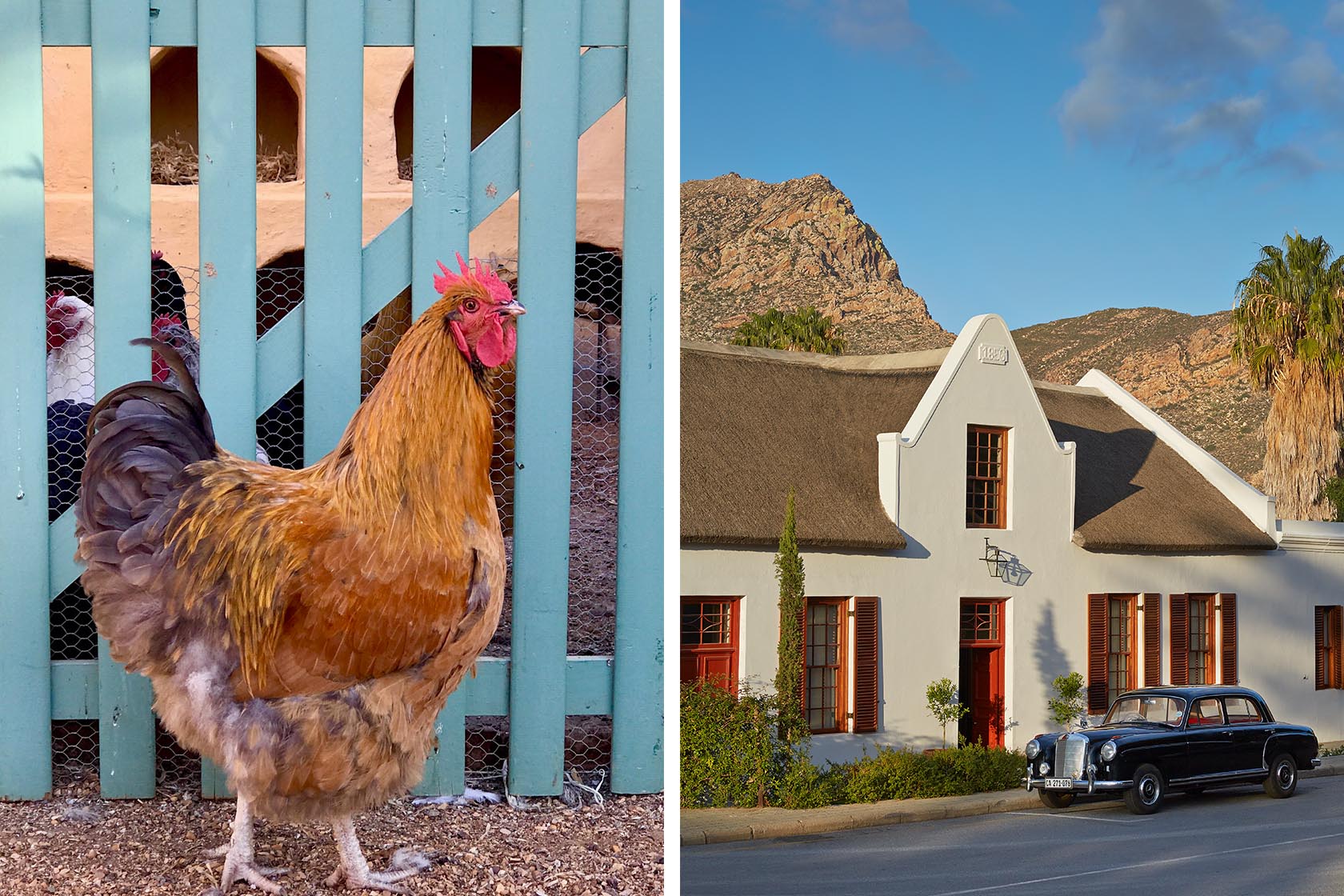 Perfect Hideaways- A close-up of a golden-brown rooster standing proudly in front of a pale blue wooden gate, with rustic textures and farmyard details Jonkmanshof, Montague, Western Cape, South Africa