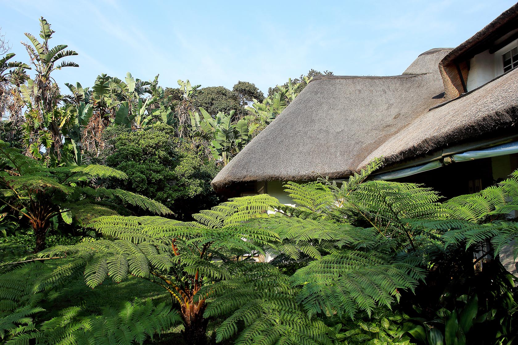 Perfect Hideaways- Lush fern trees and tropical plants surrounding a thatched-roof cottage, blending the home seamlessly into its natural garden setting cowrie Cottage, Dolphin Coast, Kwazulu- Natal, South Africa