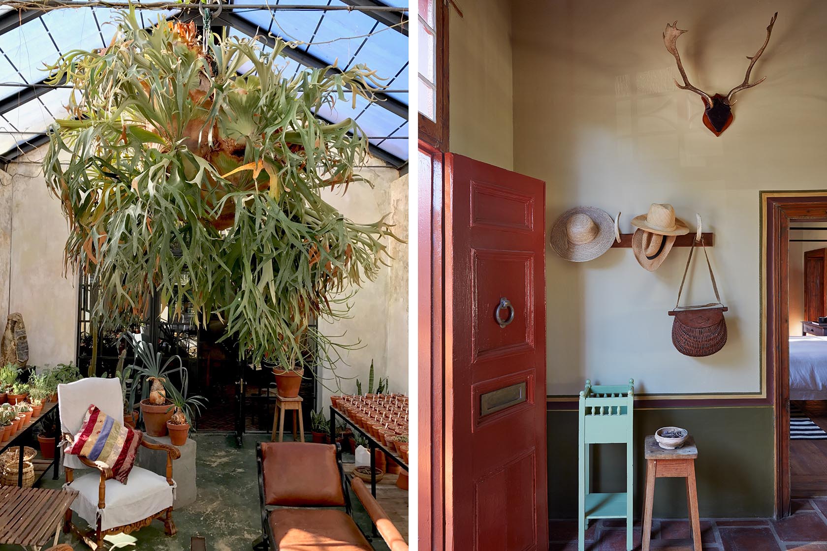 Perfect Hideaways- A greenhouse interior filled with potted plants and succulents, featuring a dramatic hanging staghorn fern, rustic chairs and filtered natural light Jonkmanshof, Montague, Western Cape, South Africa