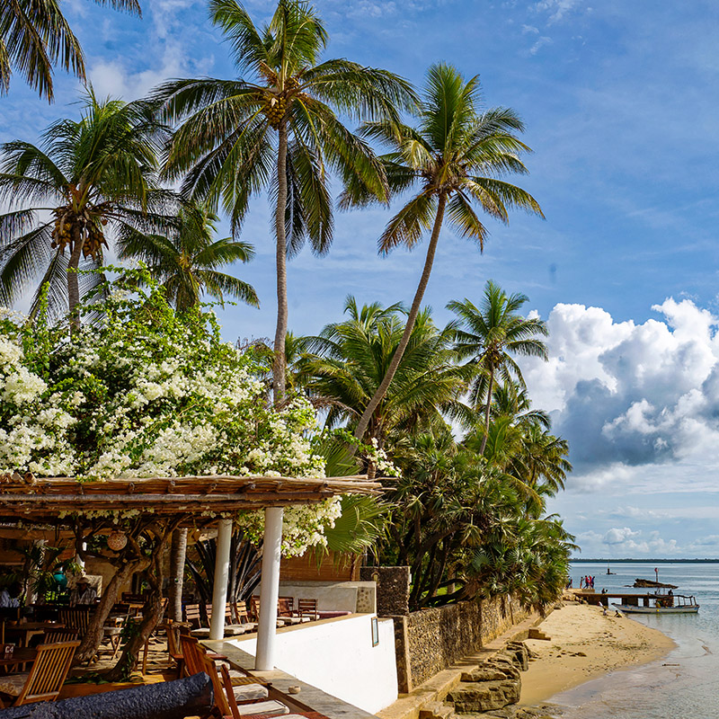 Beachfront restaurant terrace shaded by palm trees and flowering bougainvillea, overlooking calm ocean waters and traditional boats along the shoreline Peponi Hotel_Lamu County_Lamu_Kenya