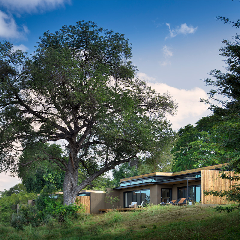 Perfect Hideaways - A serene outdoor pool deck lined with modern wooden daybeds topped in deep blue cushions, surrounded by large mature trees and open bushveld under a soft pastel sunset sky. Lion Sands River Lodge, Sabi Sand Nature Reserve